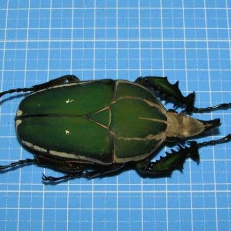 コンゴDR南部産 ポギーオオツノカナブン　角異常 82mm