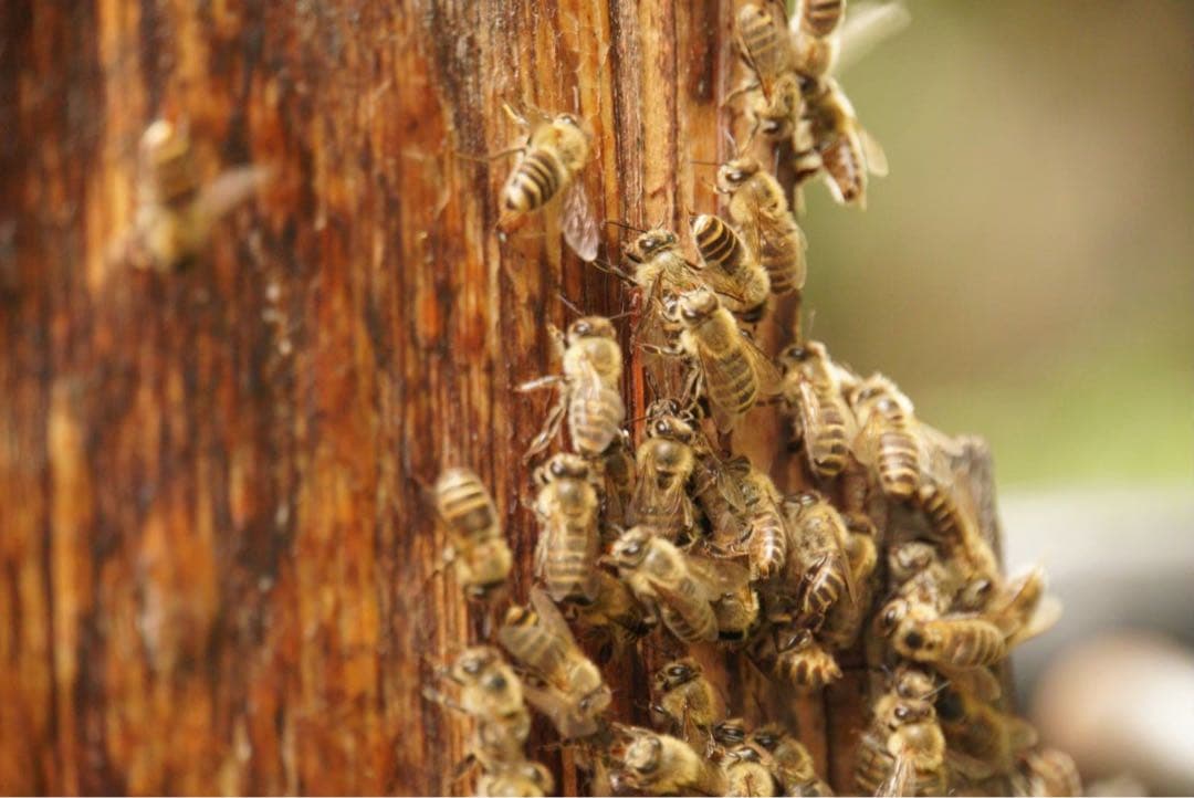 はちみつ　日本蜜蜂のハチミツ　奥山の奥の蜂蜜と花粉入りハチミツ