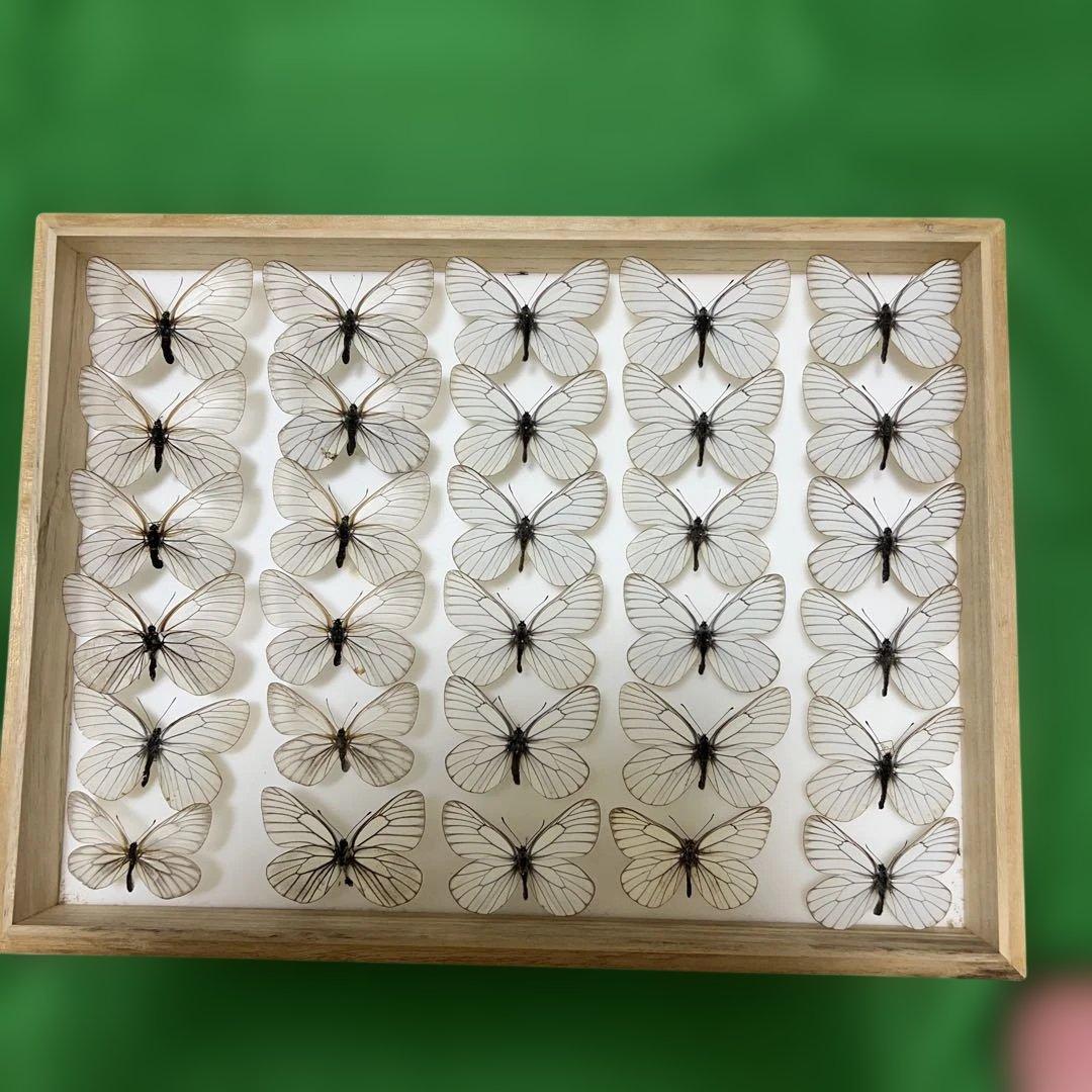 希少蝶標本現状品のみドイツガラスケースサイズ40x30x6cm 現状品のみ