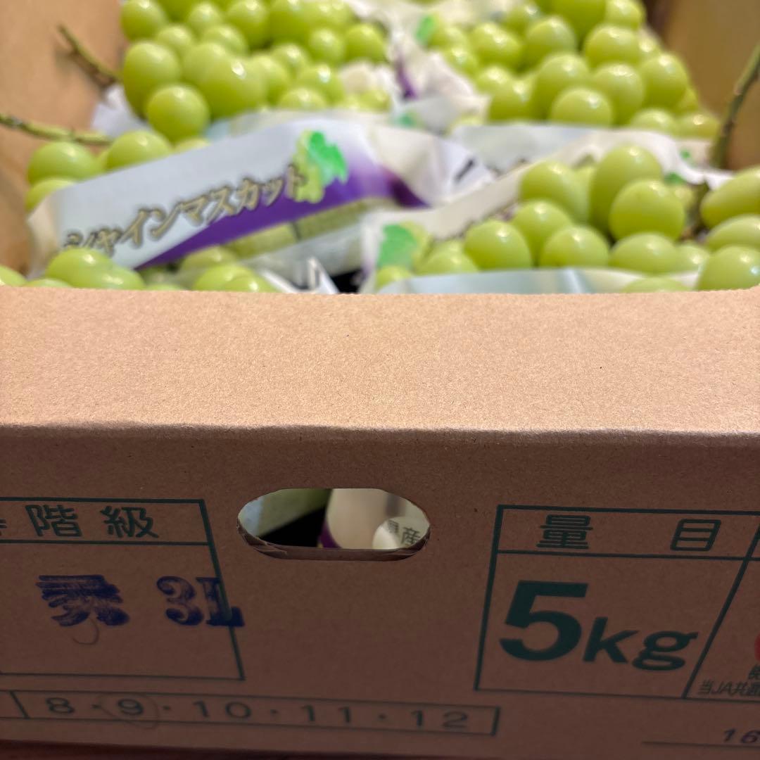シャインマスカット 秀品8房 5キロ 3LサイズJAフルーツやまなし