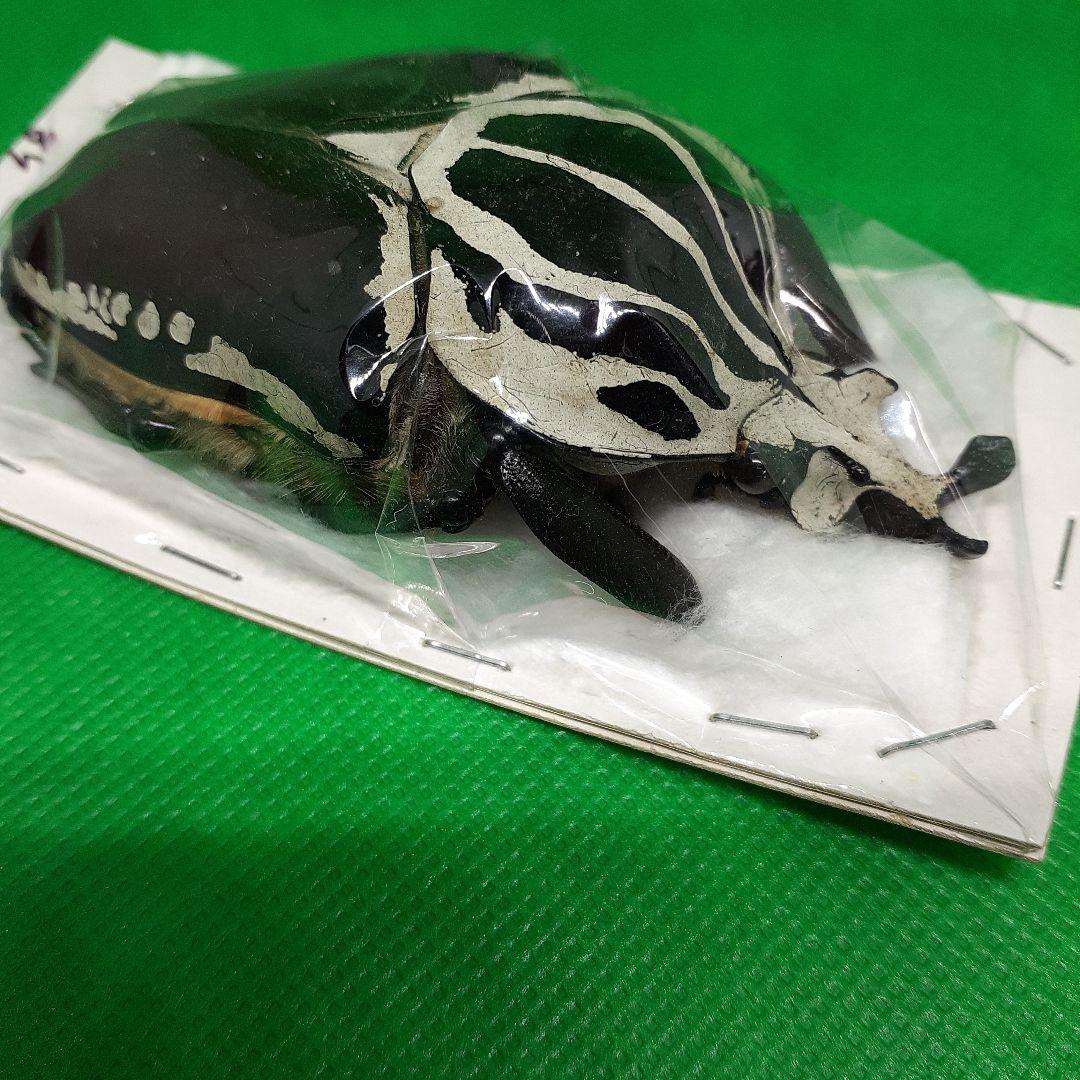標本 Goliathus goliatus apicalis 85mm CONGO