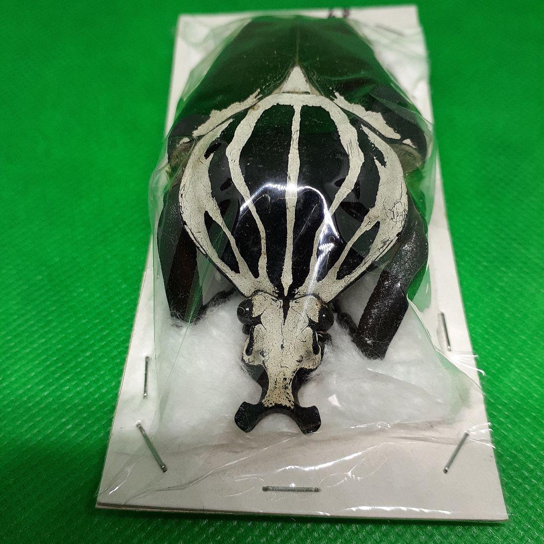 標本 Goliathus goliatus apicalis 85mm CONGO