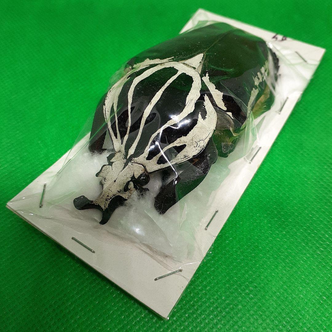 標本 Goliathus goliatus apicalis 85mm CONGO