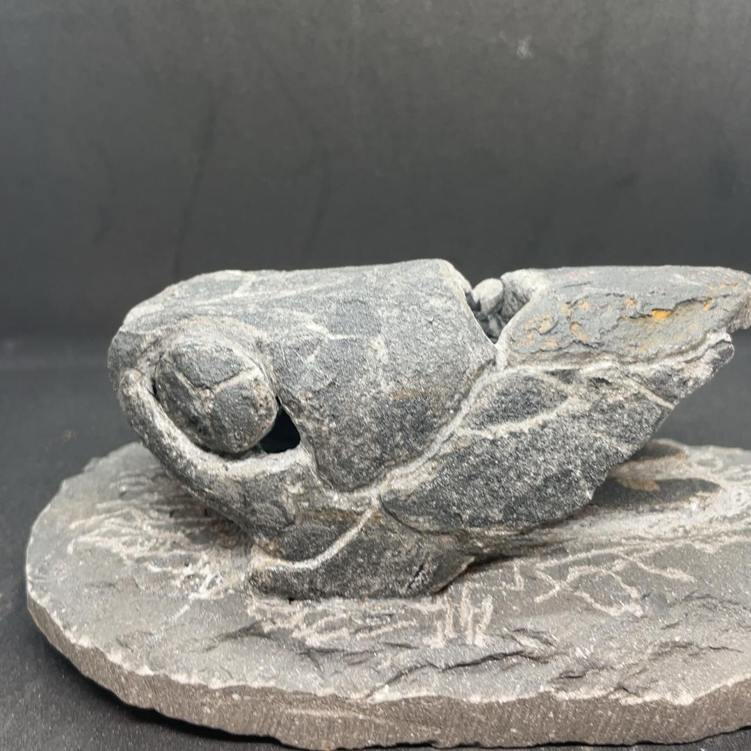 エンセオステウス　placoderm fish　化石 おまけ付き