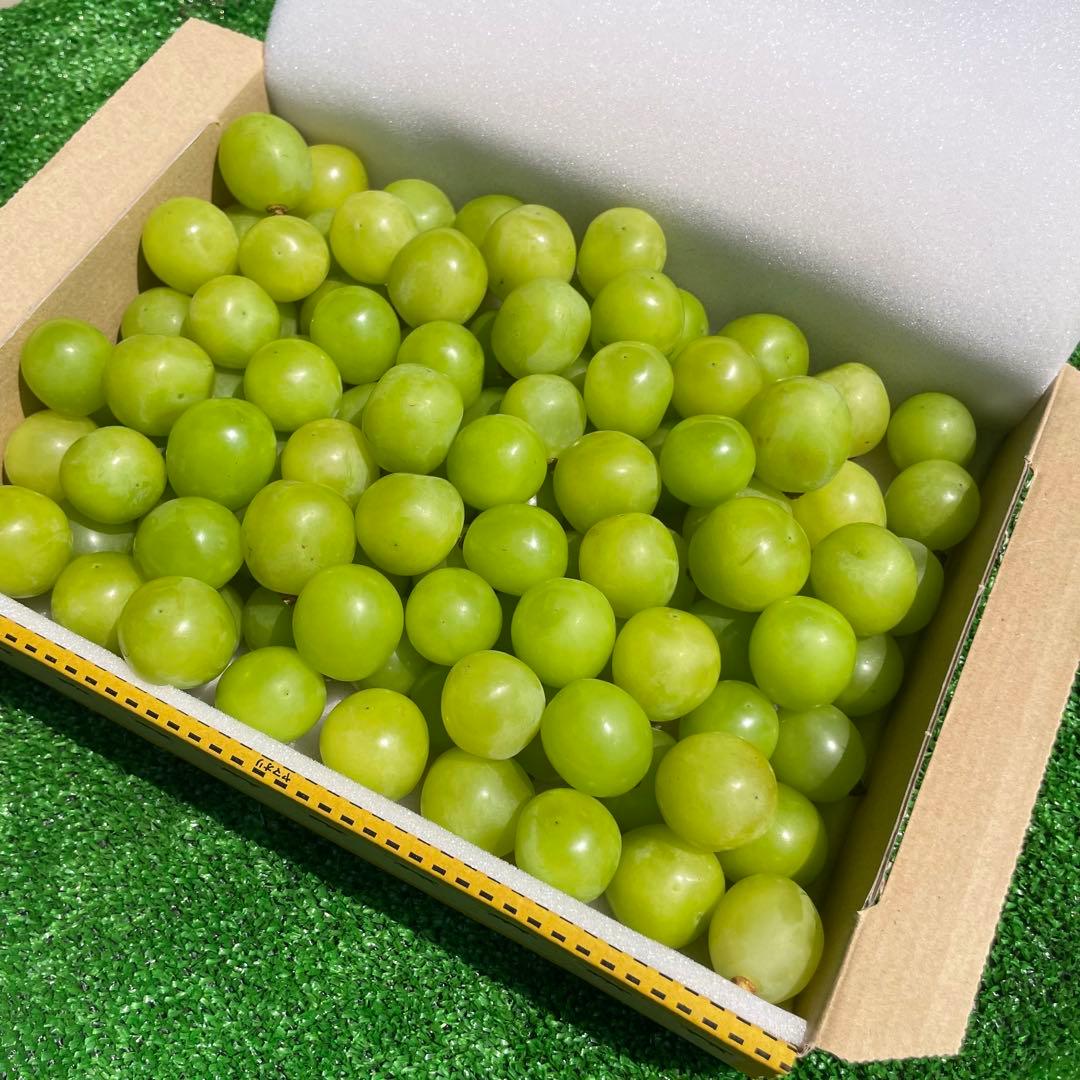 ak55 山梨県産　シャインマスカット　葡萄　グレープ　粒　箱込み5kg