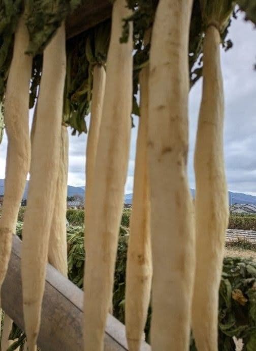 干し大根　細め小さめ　箱込み約20kg