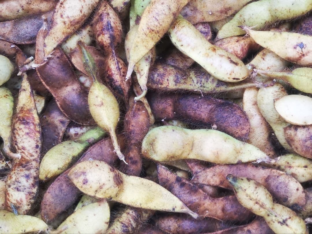 下旬♯令和7年枝豆# 岡山県産丹波黒枝豆 (作州黒)#7.2kg