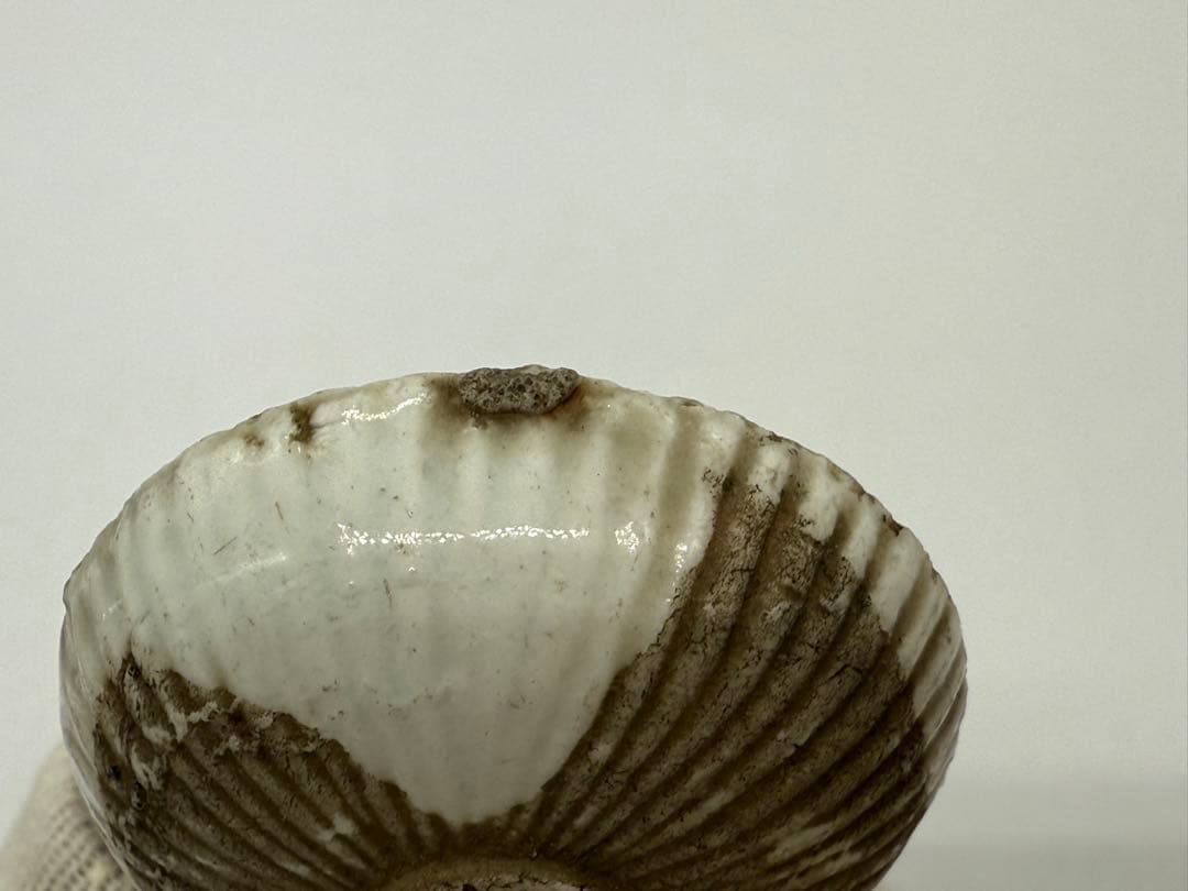 江戸時代　紅皿　貝型　白磁② 古民具　送料込み251012