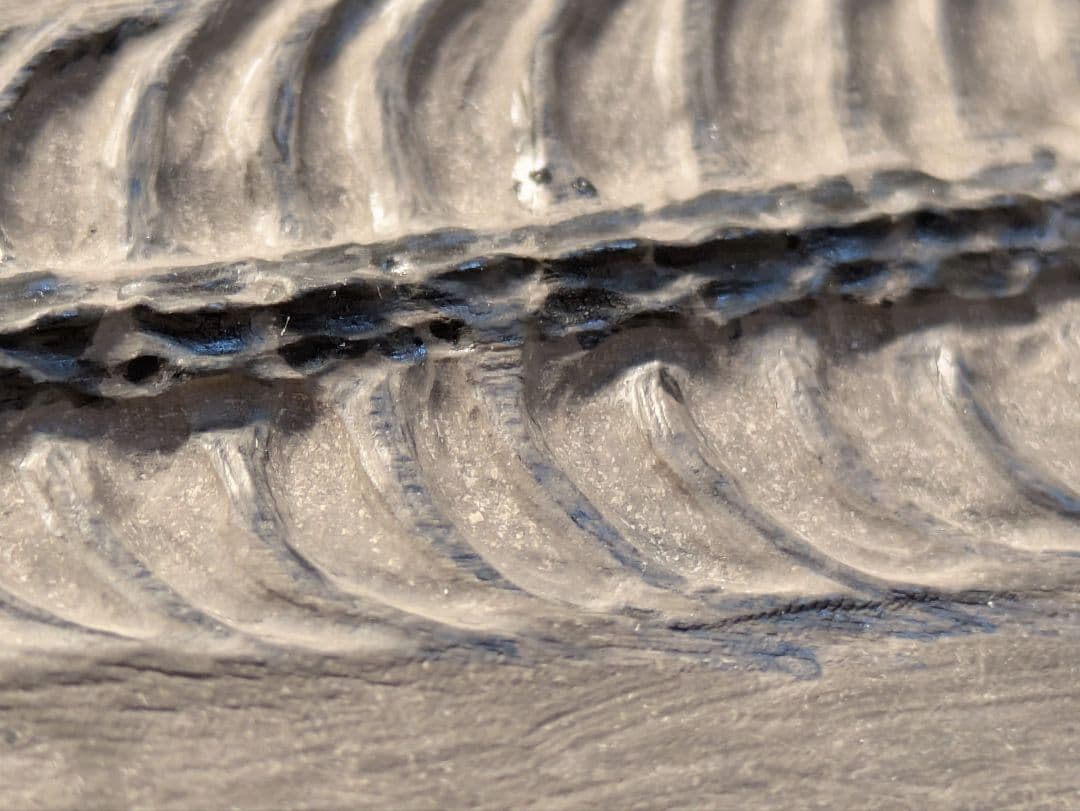 ケイチョウサウルス　化石　博物館級　地学　標本