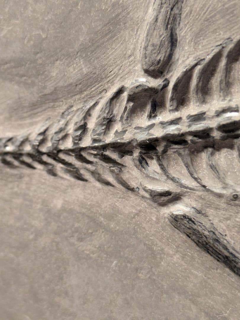 ケイチョウサウルス　化石　博物館級　地学　標本