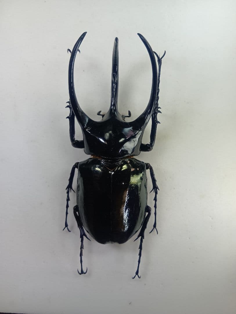 ※大型　大型　マレ−コ−カサス　♂野外標本