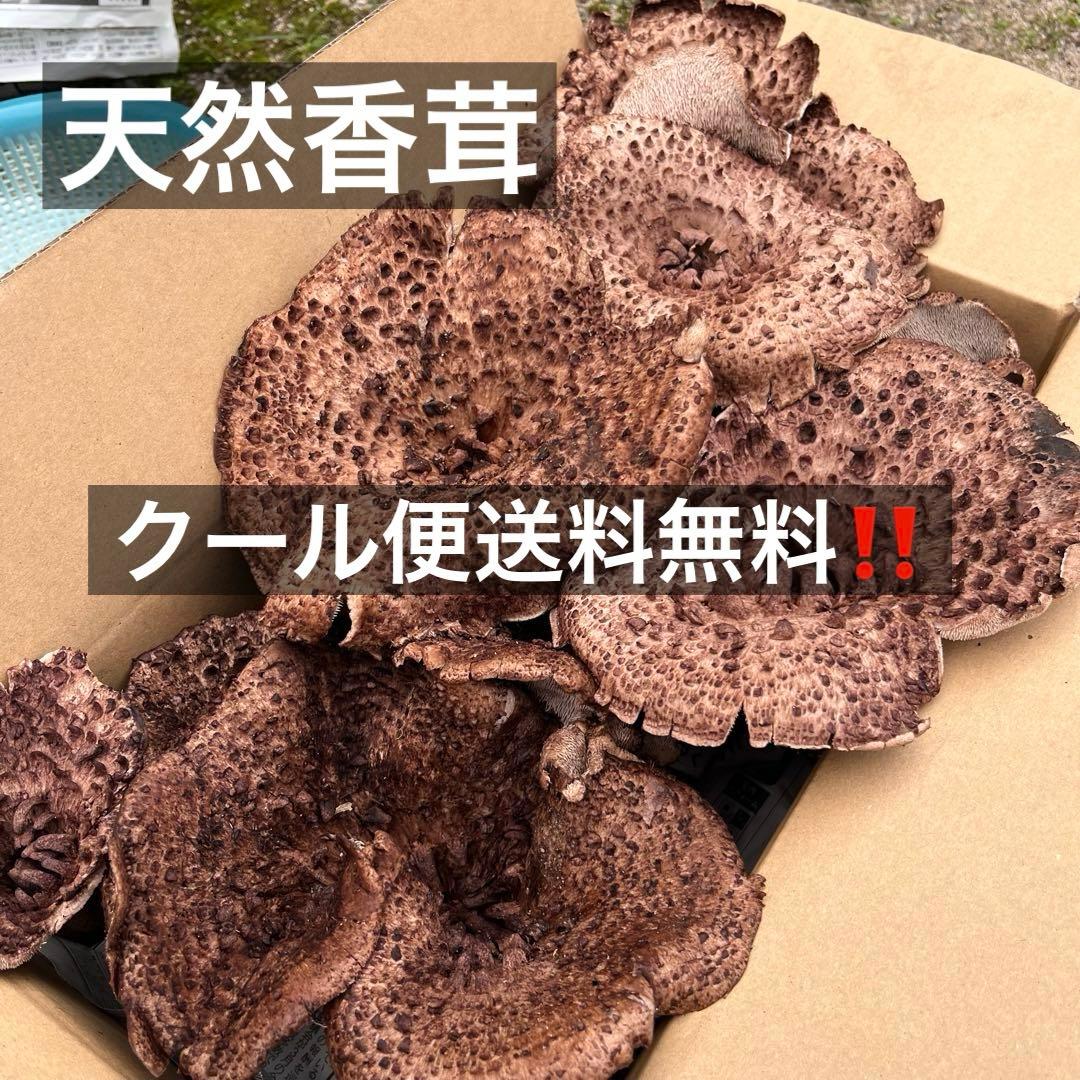 天然香茸‼️広島産　2000g 10月15日採りたて　クール便送料無料‼️