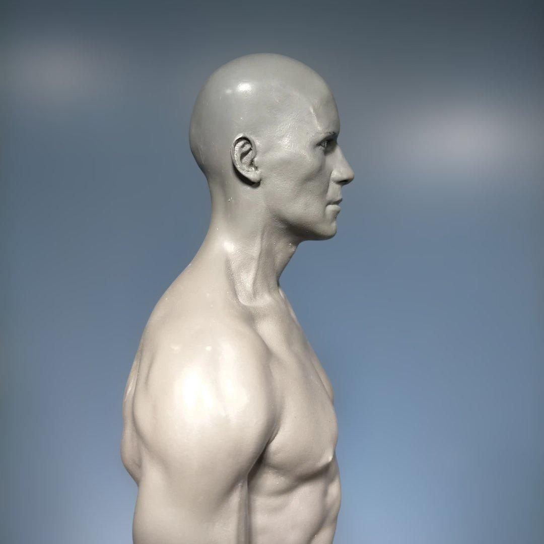 AnatomyTools.com 人体模型30cm