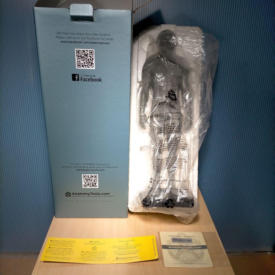 AnatomyTools.com 人体模型30cm