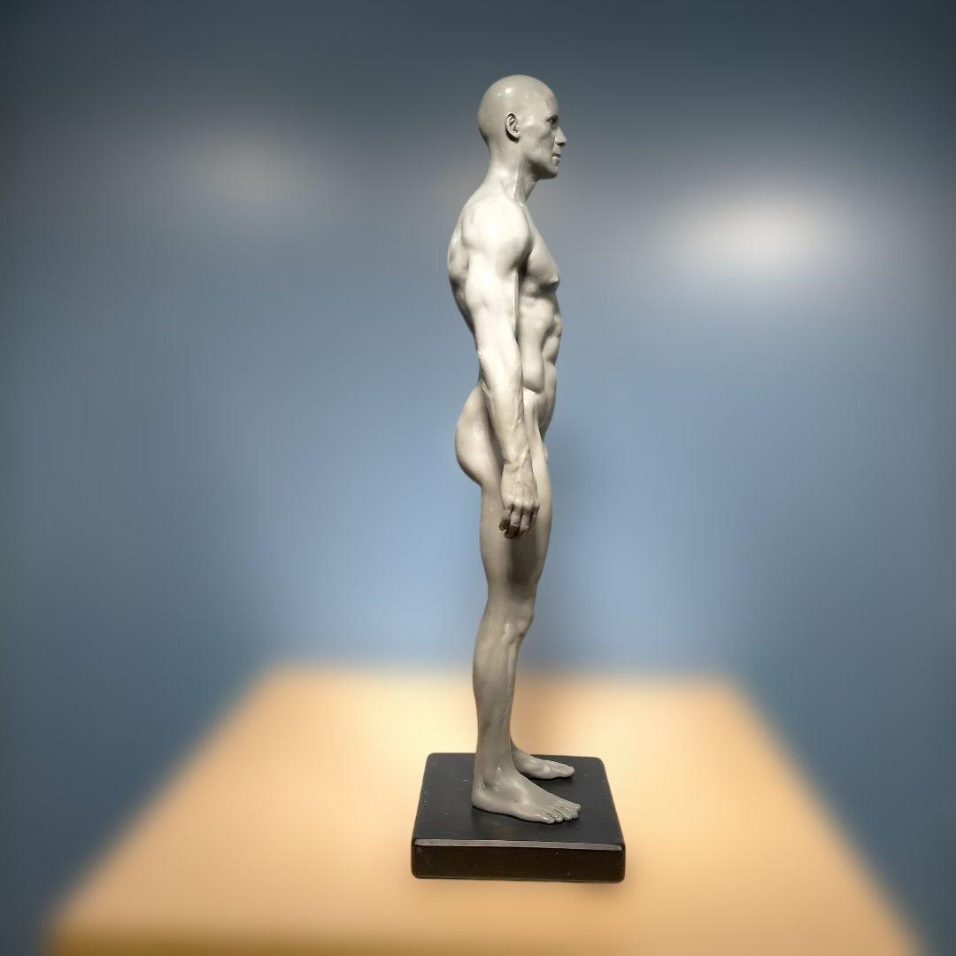 AnatomyTools.com 人体模型30cm