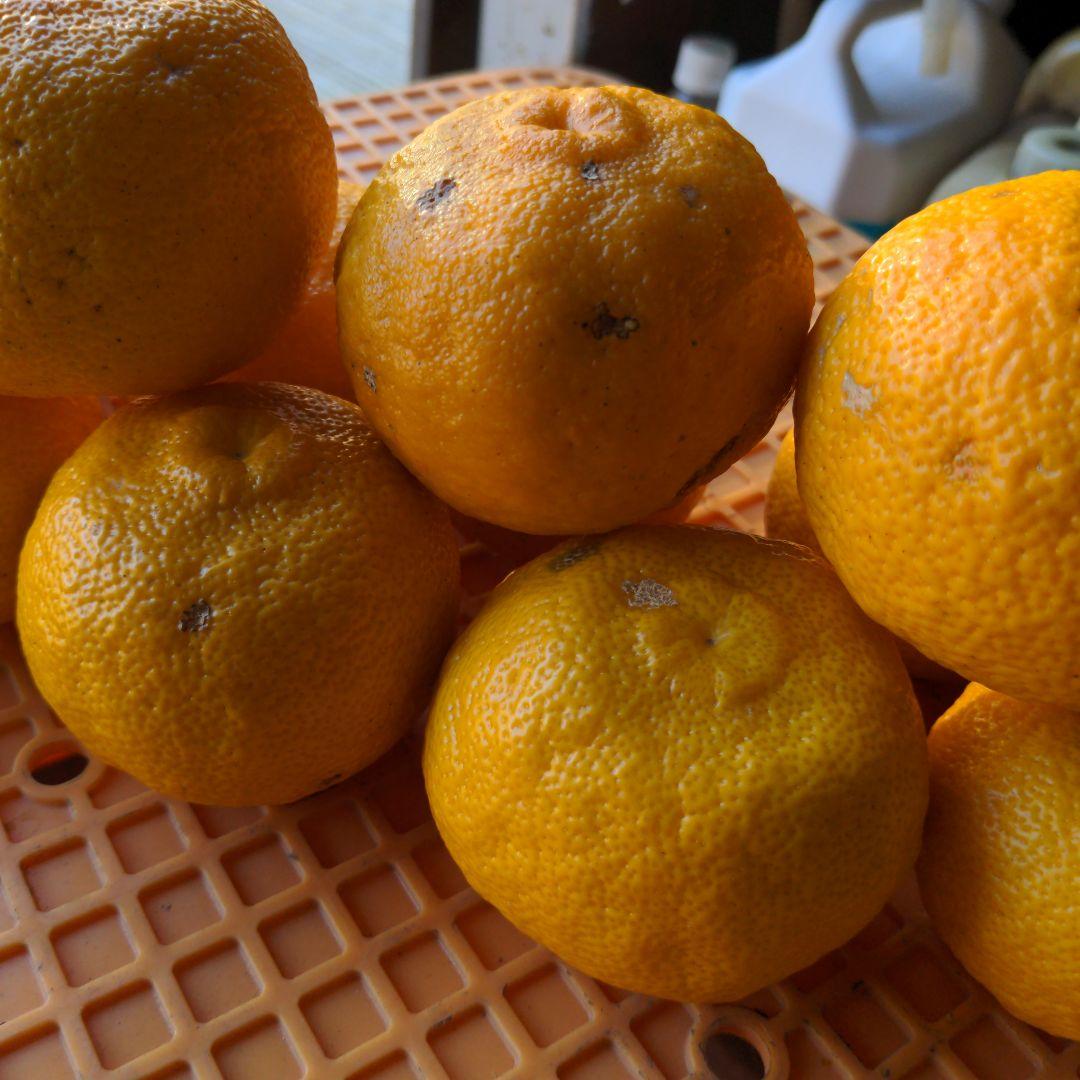 霜降り完熟本柚子２０kg。鍋料理、ポン酢、柚子胡椒、柚子味噌、ジャム、酒、焼酎