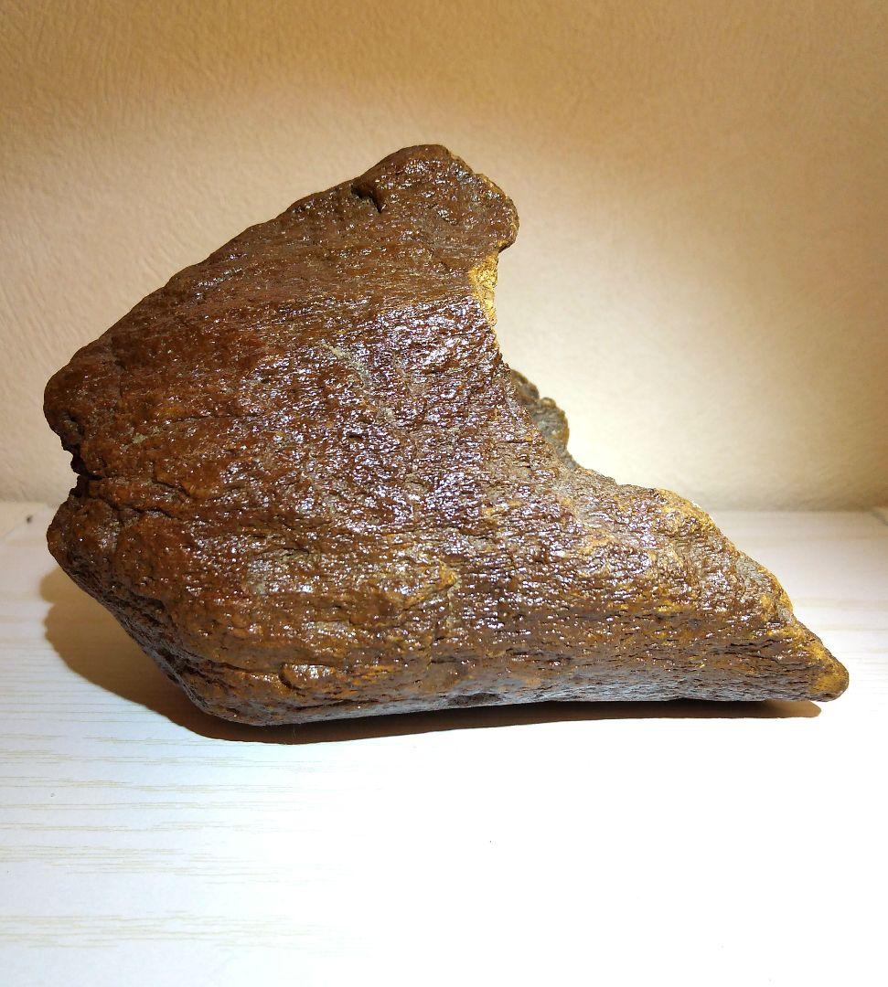 プレシオサウルスの仲間の骨　化石