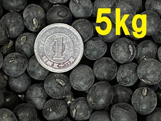 【新豆】R7年産 大粒 丹波黒系 黒大豆（愛知県産）5kg　№319