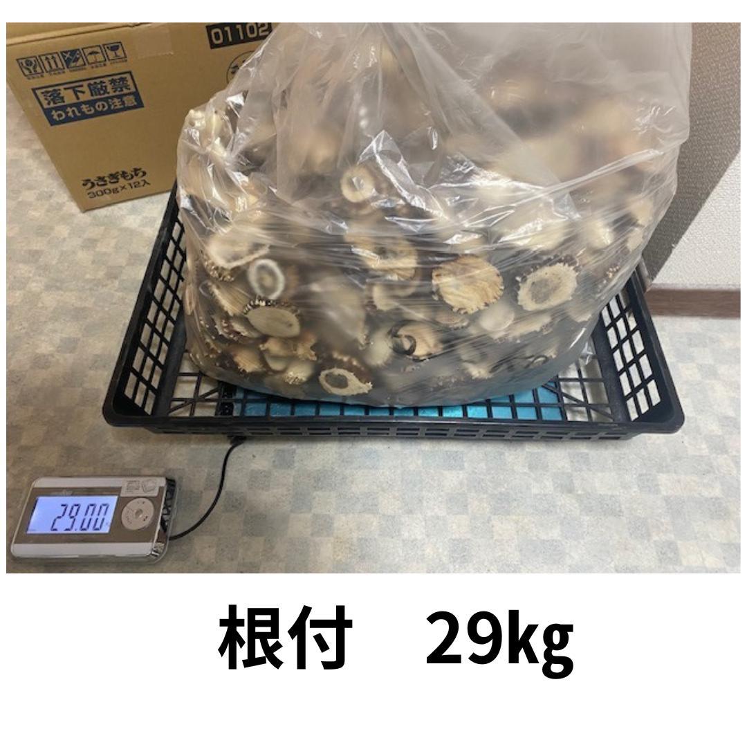 北海道産シカ角おやつ 29kg
