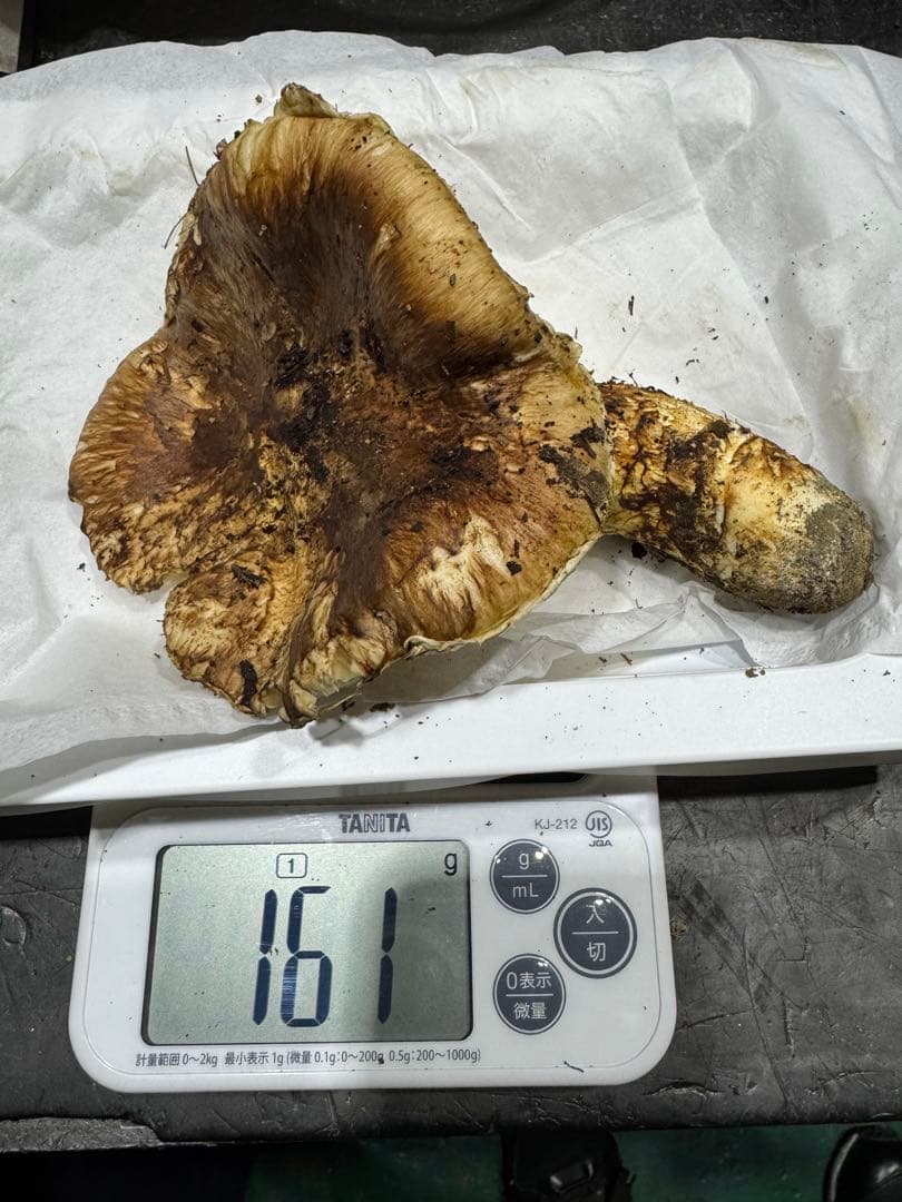 本日終了　岐阜県産　国産　松茸　500g　クロネコクール便着払い