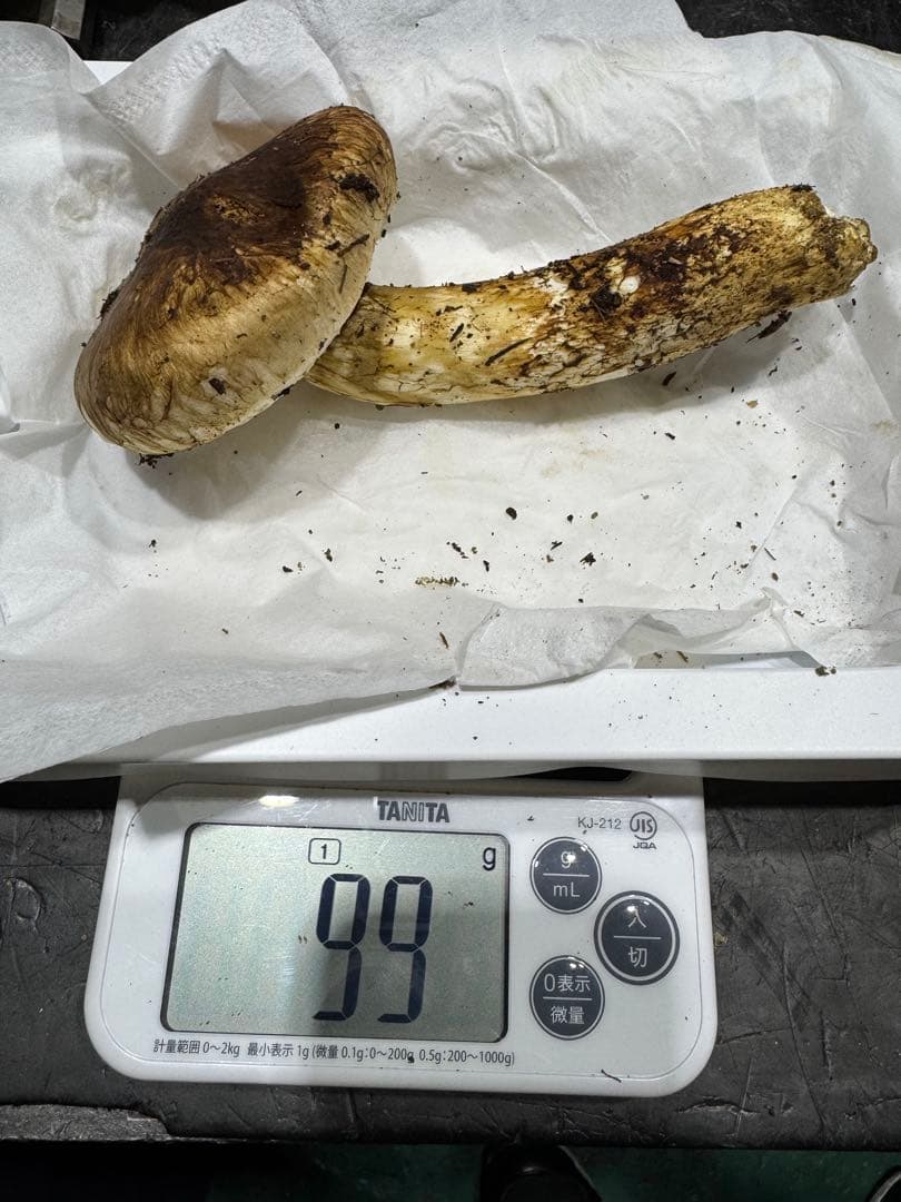 本日終了　岐阜県産　国産　松茸　500g　クロネコクール便着払い