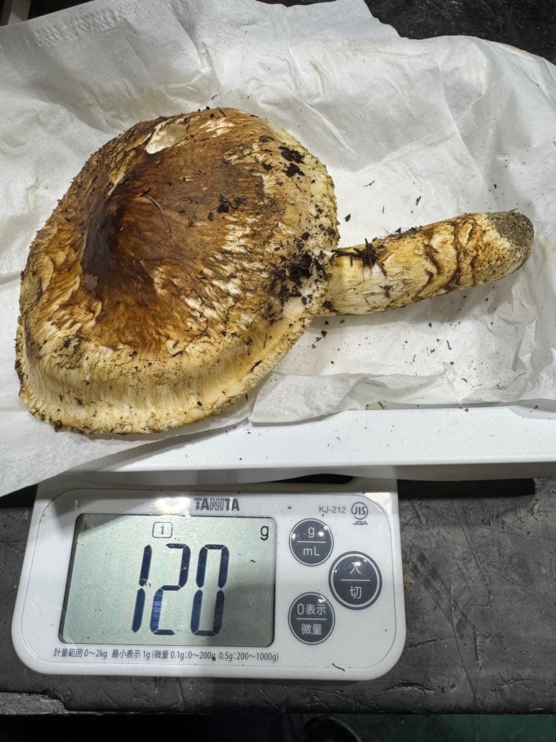 本日終了　岐阜県産　国産　松茸　500g　クロネコクール便着払い