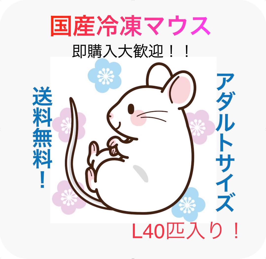 【即購入OK！】国産冷凍マウスアダルトL40匹入@地域限定
