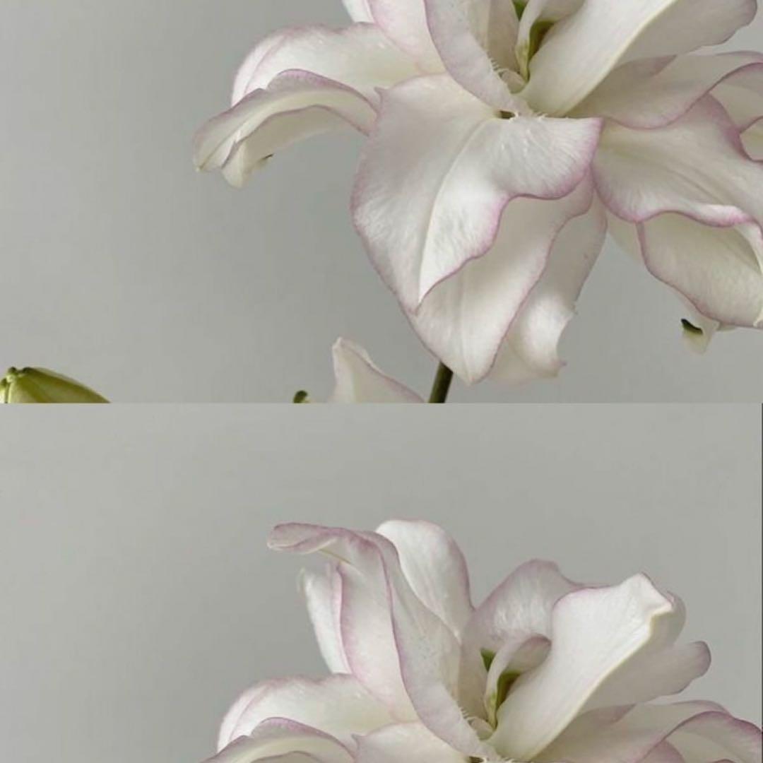 ミミ　乃木坂46 My respect（完全生産限定盤）