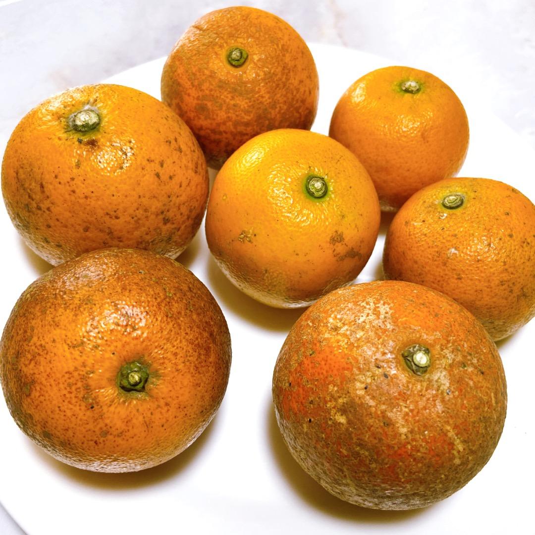 #2 世界自然遺産 奄美大島産 完熟たんかん 10キロ 特産品 加工用 柑橘 旬