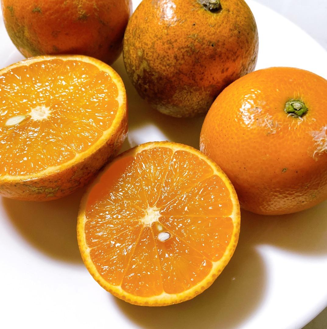 #2 世界自然遺産 奄美大島産 完熟たんかん 10キロ 特産品 加工用 柑橘 旬