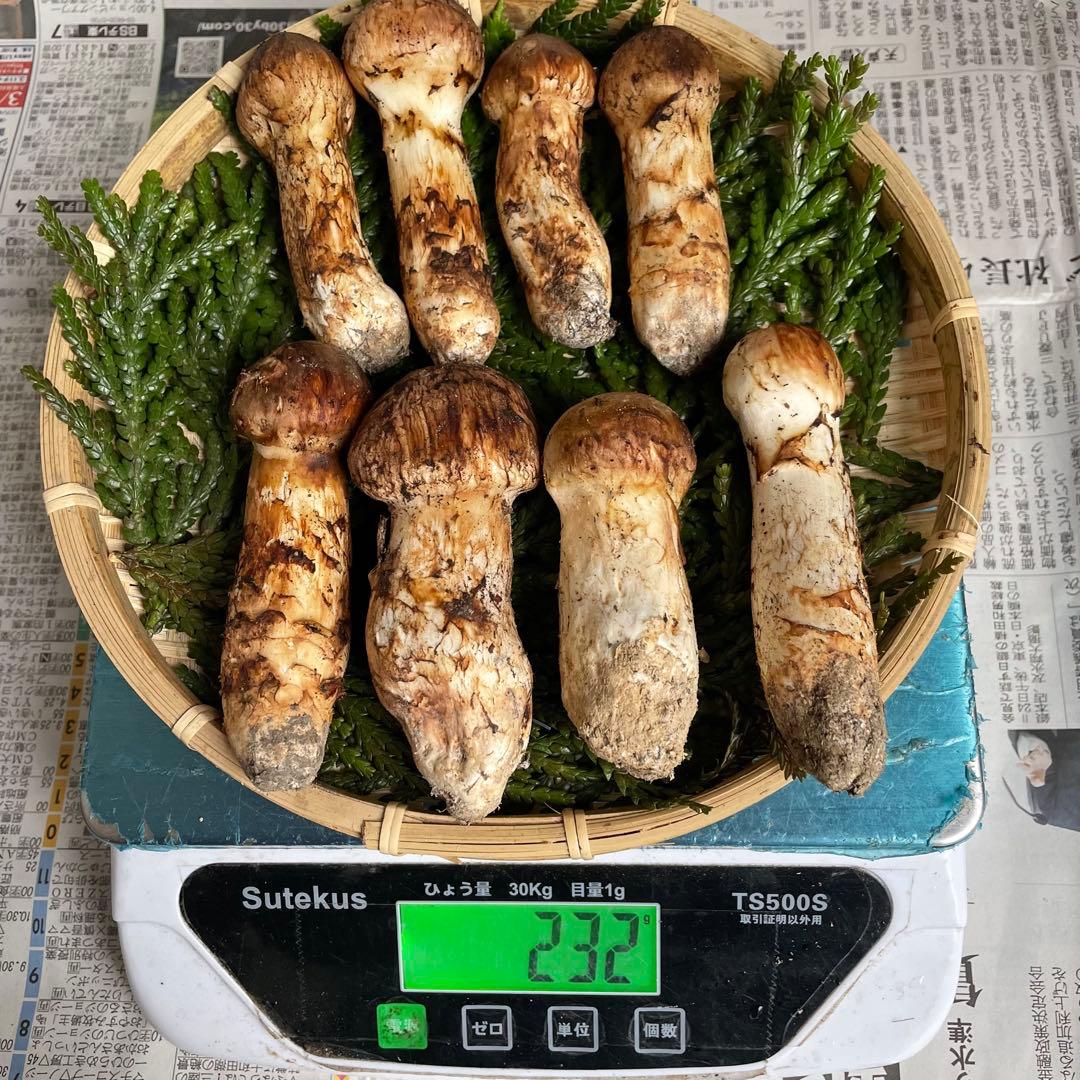 天然きのこ 松茸 国産 良品‼️ マツタケ まつたけ 森の凛さん採取 その151