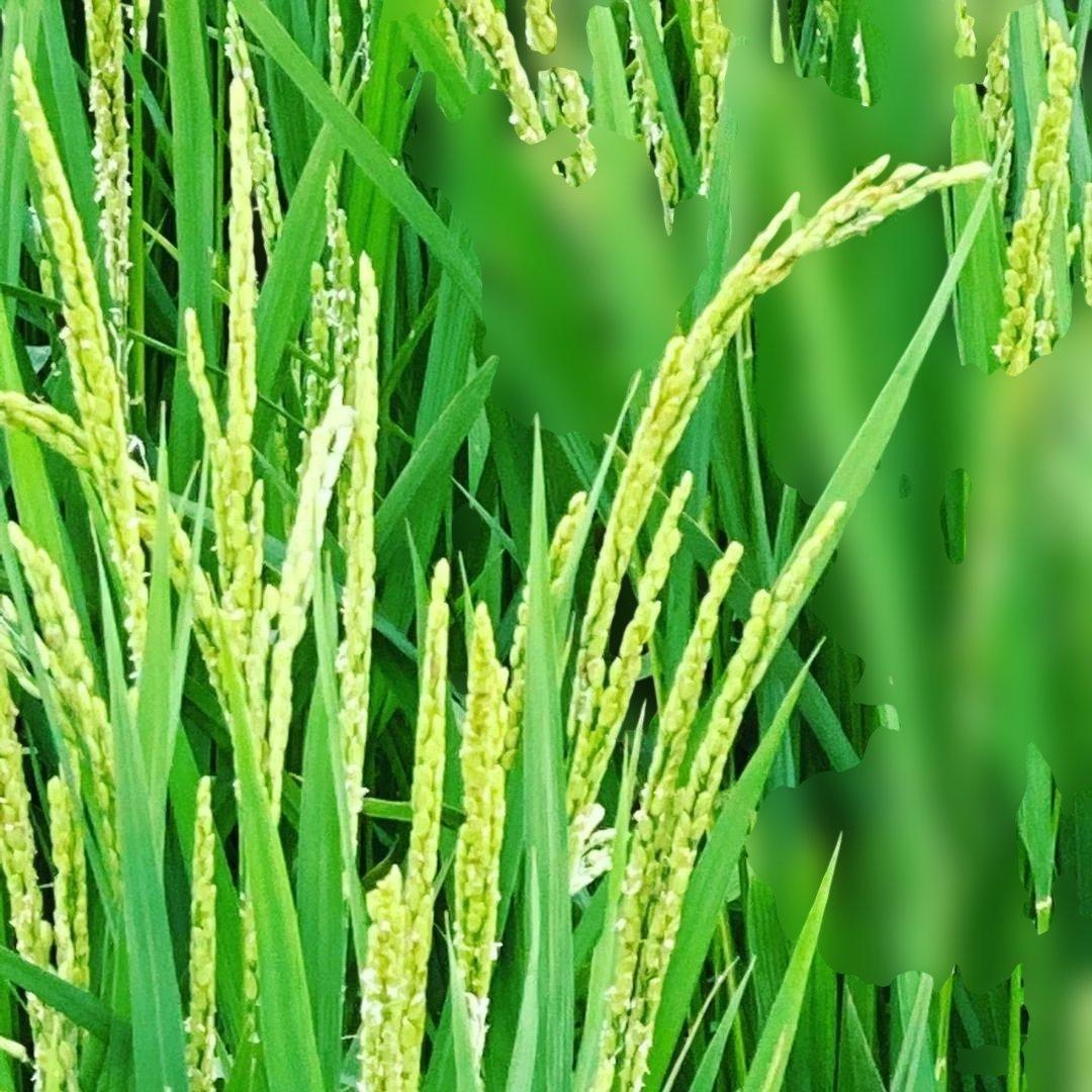 令和7年8月収穫土佐米/高知県産コシヒカリ(玄米)30kg 送料込/(箱入)