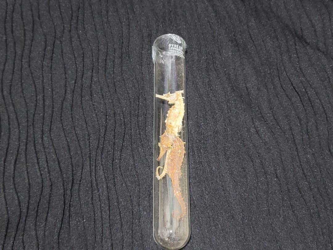 ヴィンテージ 薬瓶と試験管とタツノオトシゴ標本のセット レア