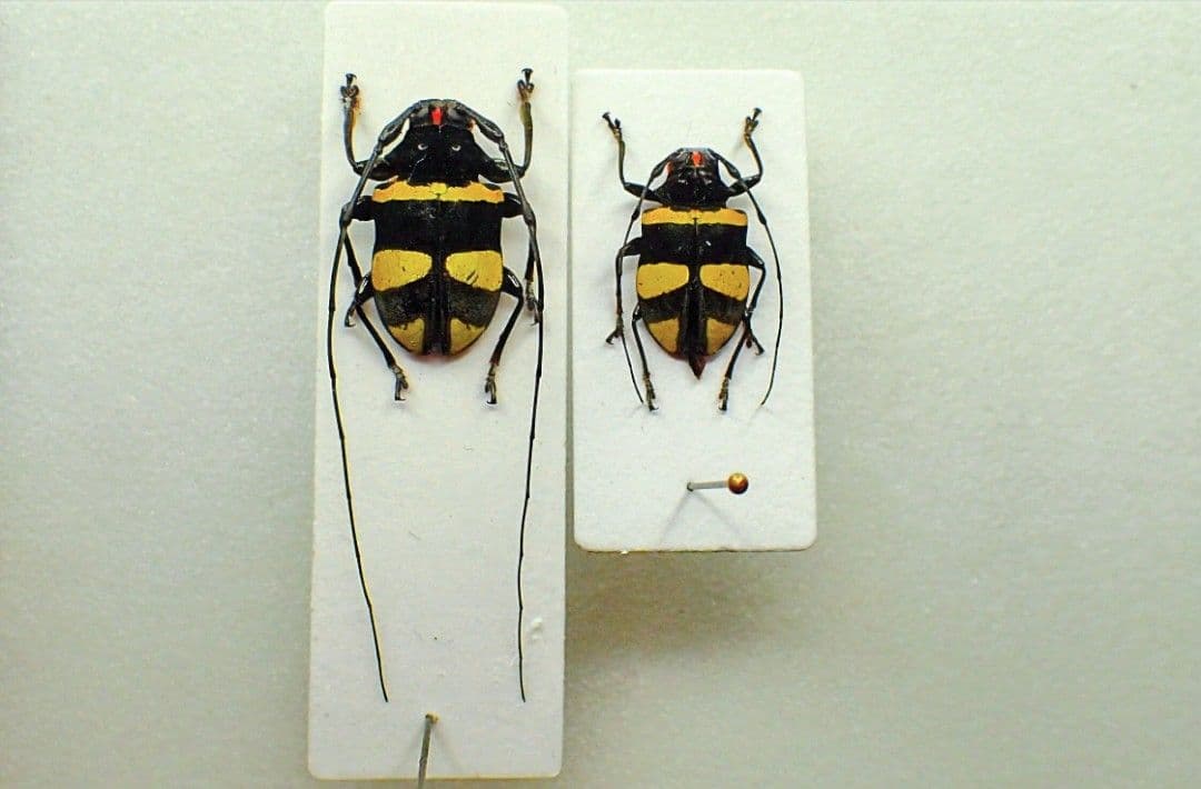 ペルーの極美カミキリ ペア