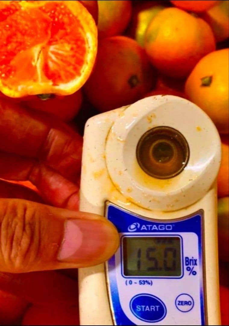 和歌山県有田産　平均糖度15度越え❗宮川早生　2kg×３箱　みかんキング