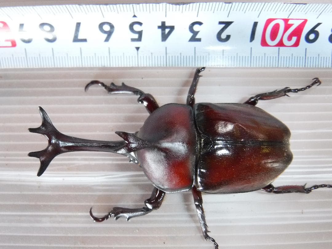 カブト虫マット：発酵熟成竹②：成虫・幼虫飼育用：３００ℓ