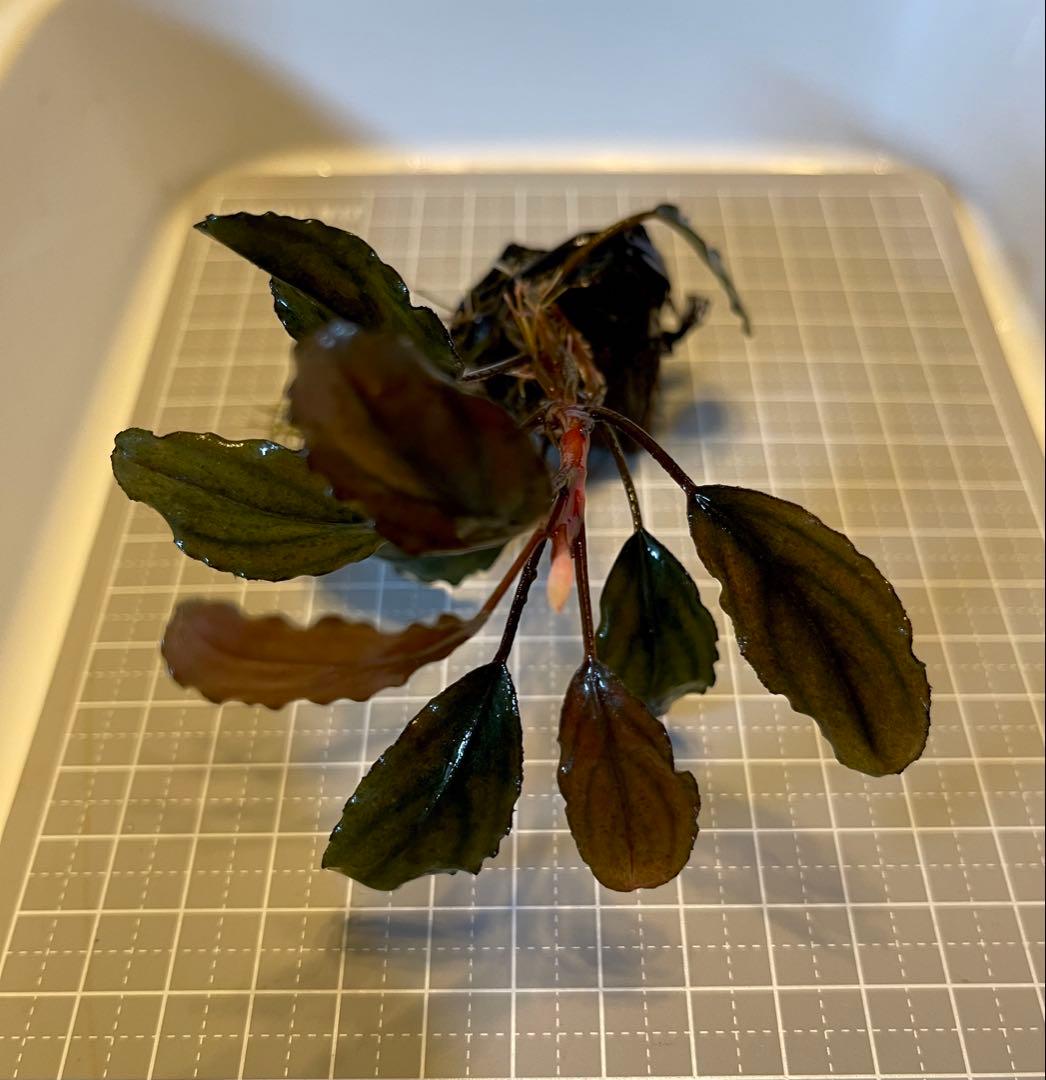 花芽付き！ブセファランドラsp.Blackghost 大株【完全水中葉】