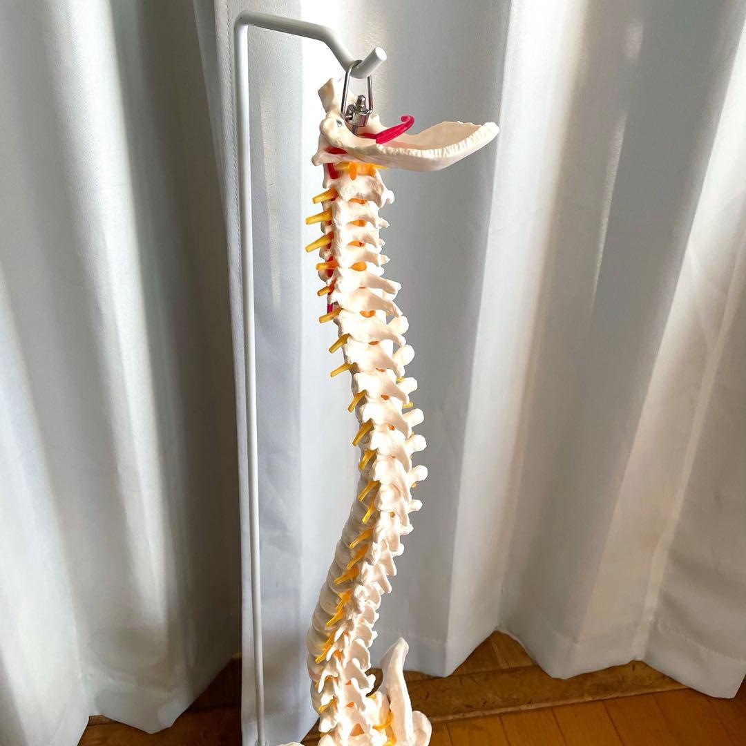 脊柱模型 骨模型 人体模型 背骨 骸骨 骨格標本 オブジェ