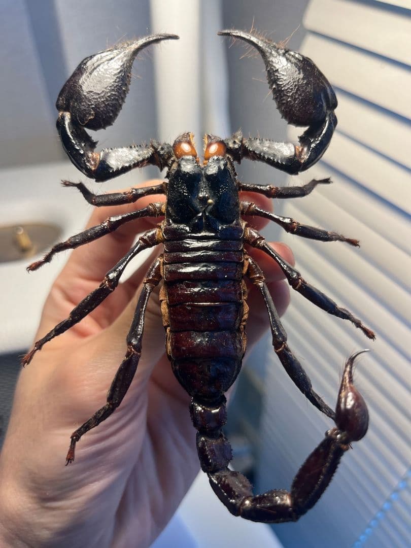 【巨大蠍標本】アジアンフォレストスコーピオン タランチュラ