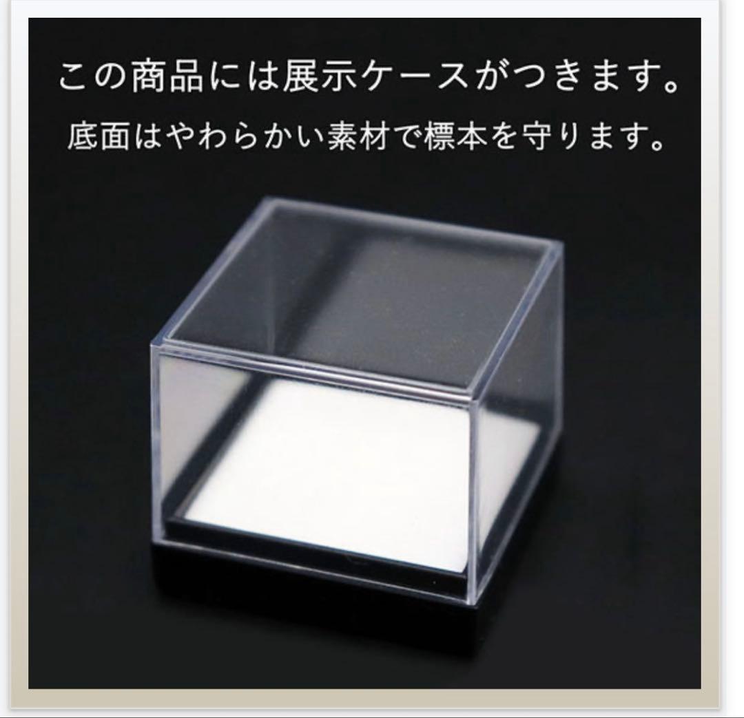 カルカロドントサウルスの歯 化石 約4センチ