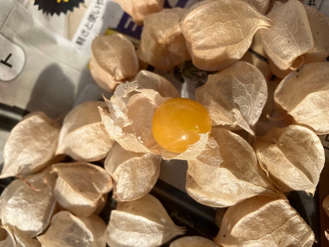 専用出品です　食用ほおずきトマチロコサックパイナップル2kg 9/8(月)発送