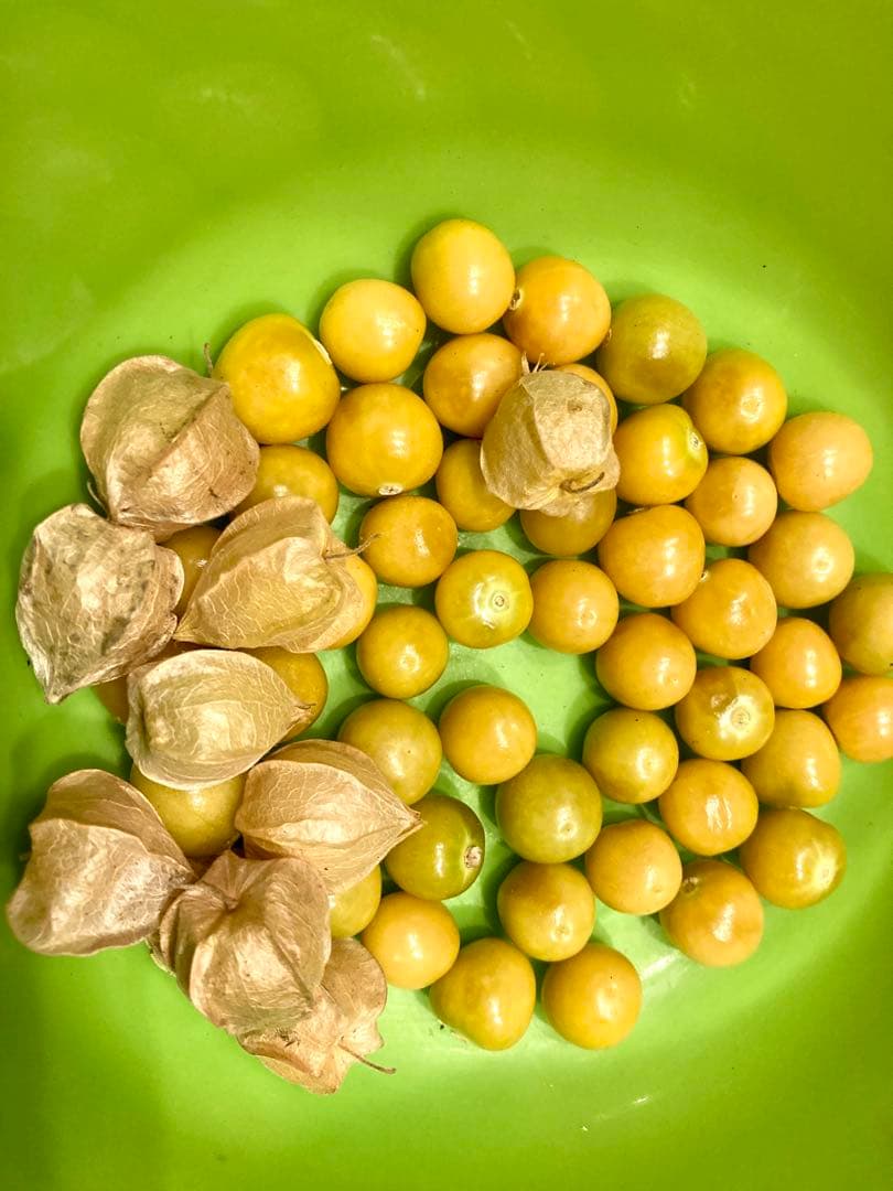 専用出品です　食用ほおずきトマチロコサックパイナップル2kg 9/8(月)発送