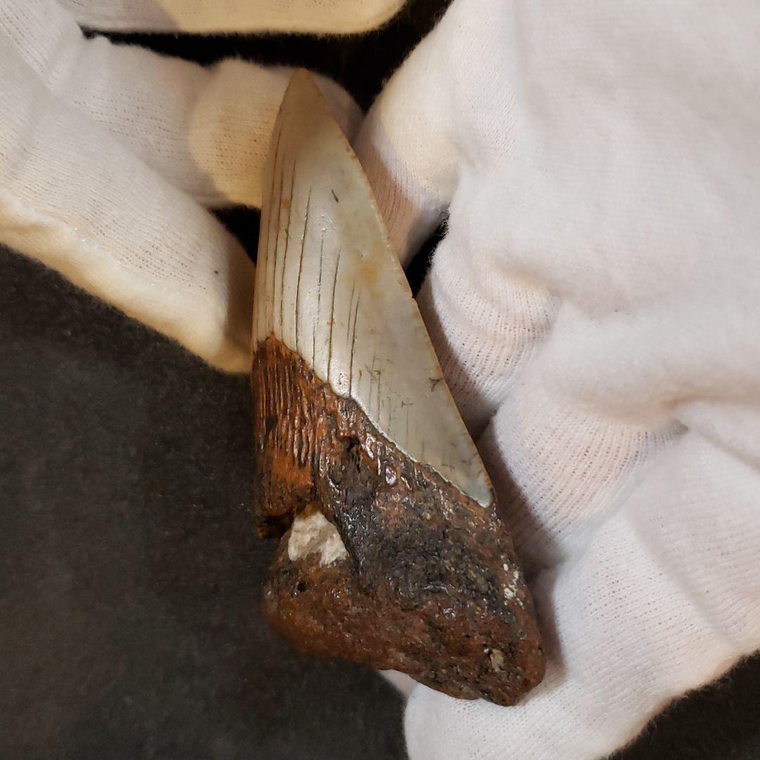 メガロドン歯化石