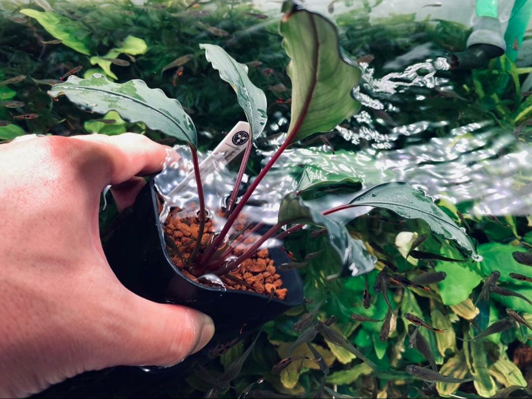 【KN便】モトレイアーナ