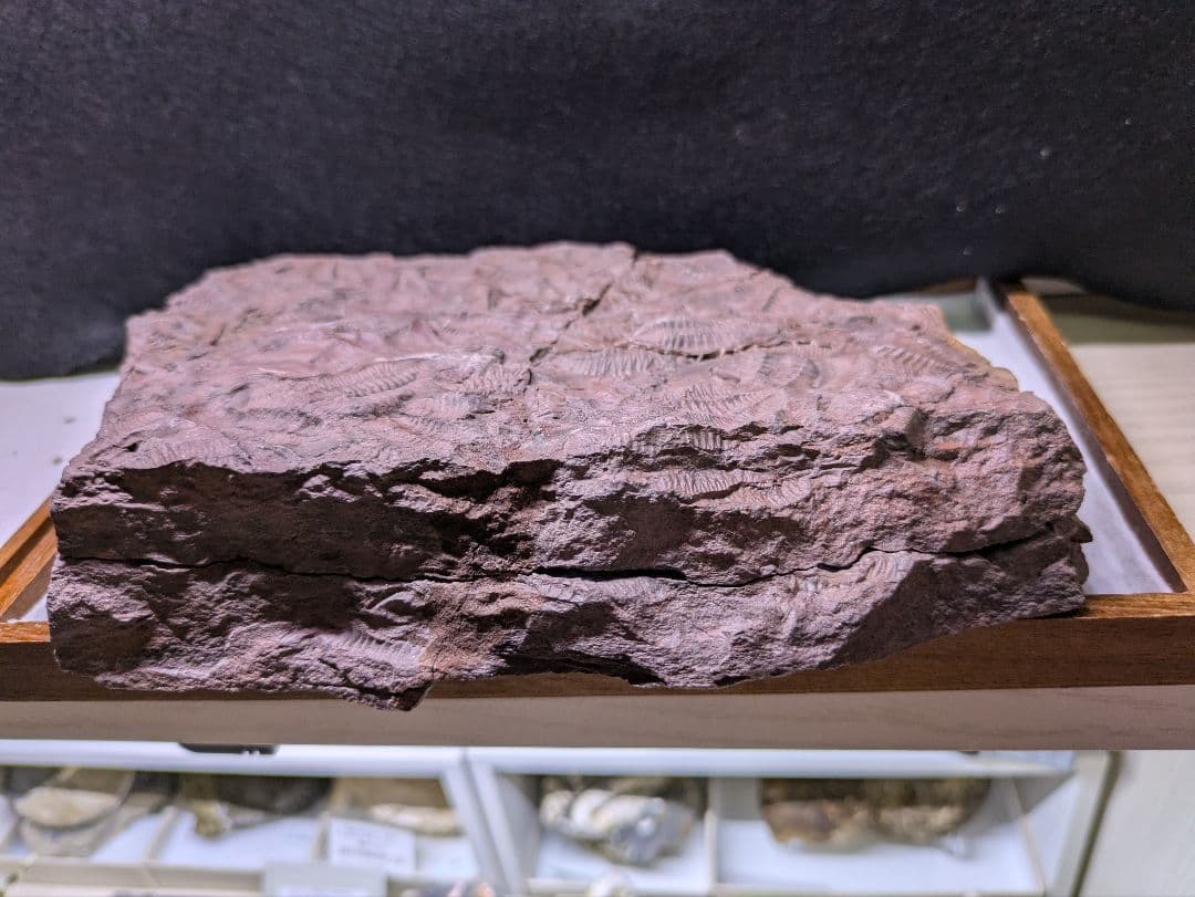 博物館級　三葉虫　群生　化石　標本　地学