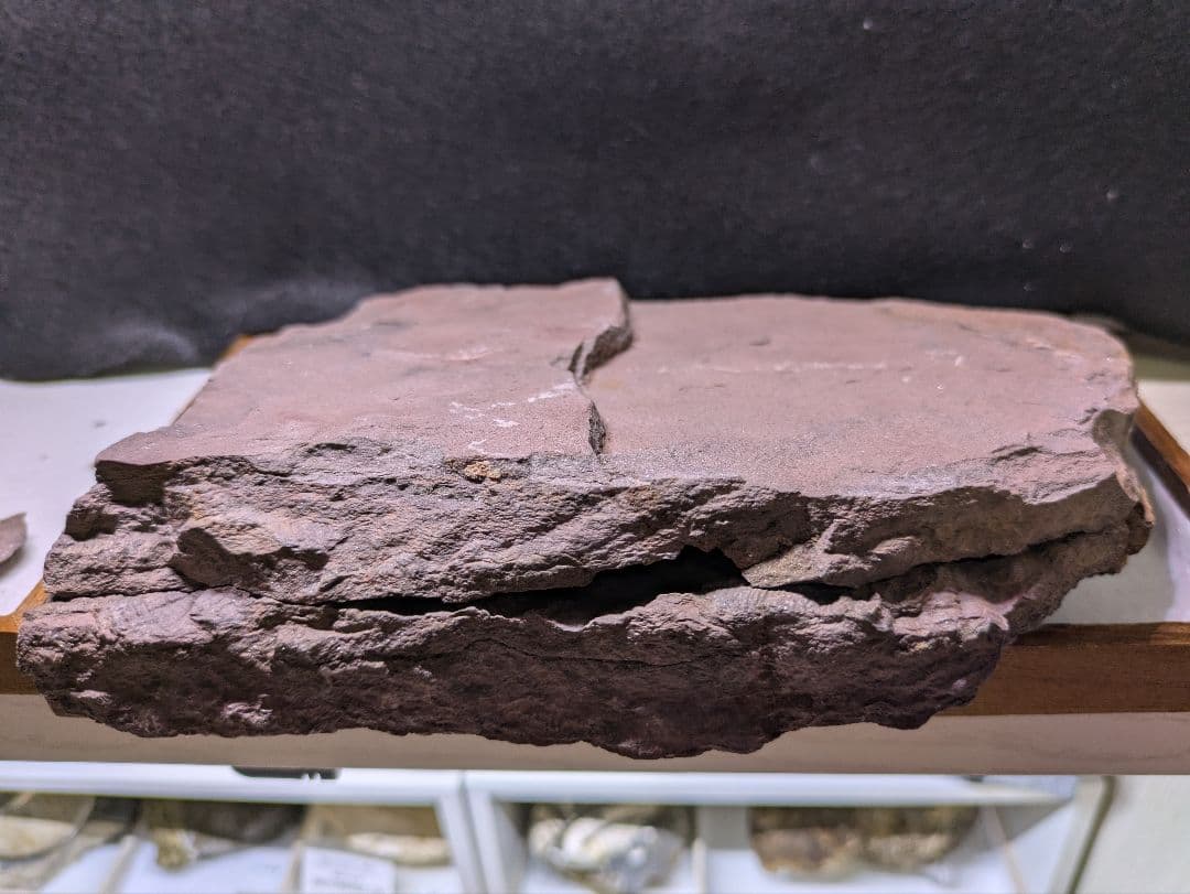 博物館級　三葉虫　群生　化石　標本　地学