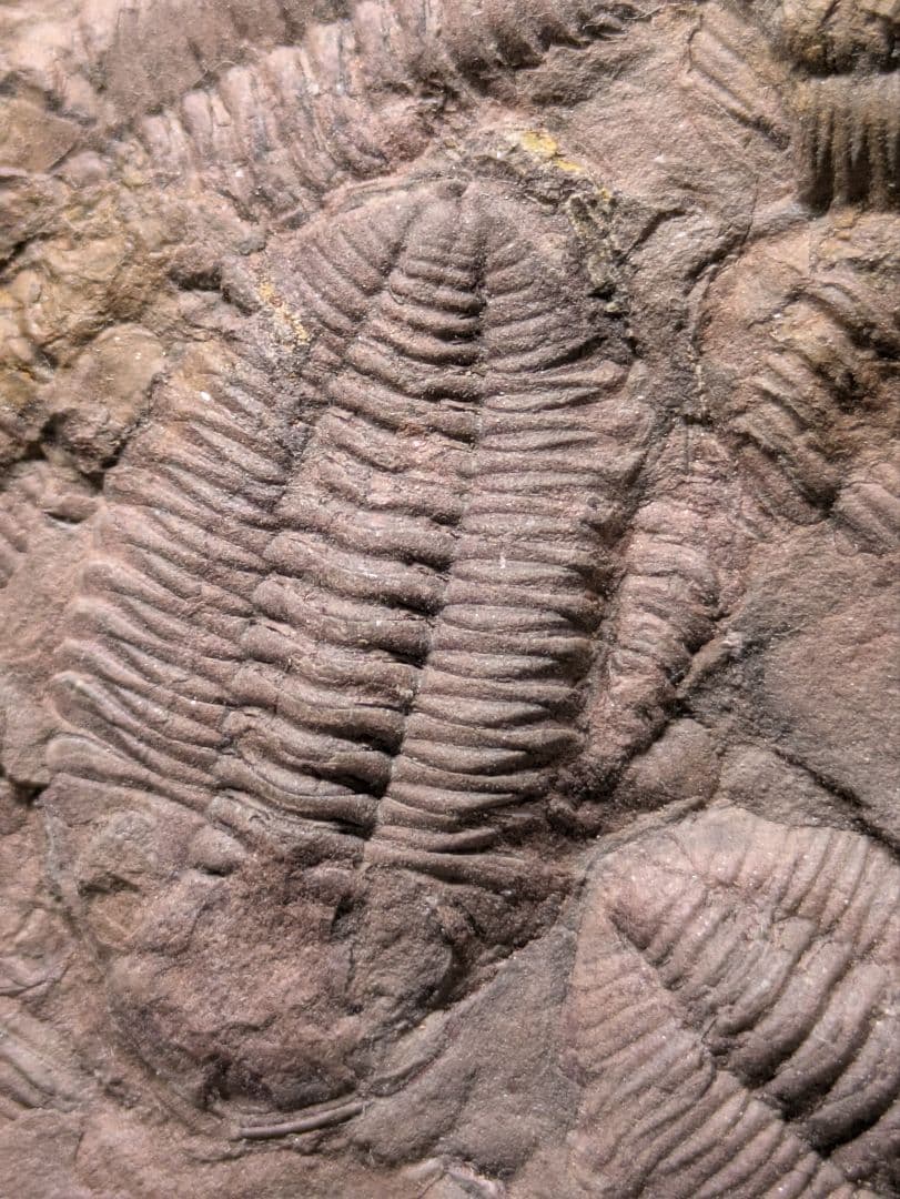 博物館級　三葉虫　群生　化石　標本　地学