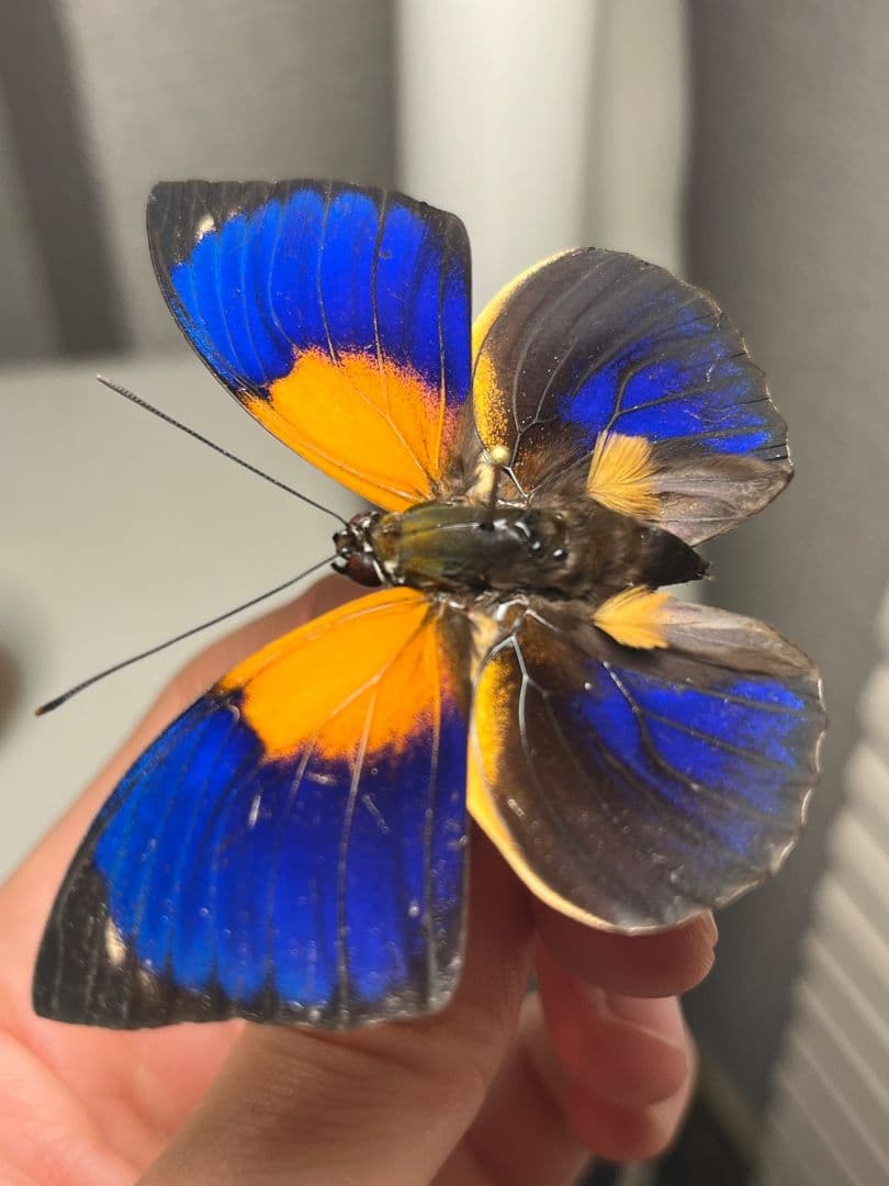アグリアスファルキドンフルニエラ♂ ファルキドンミイロタテハ 蝶標本