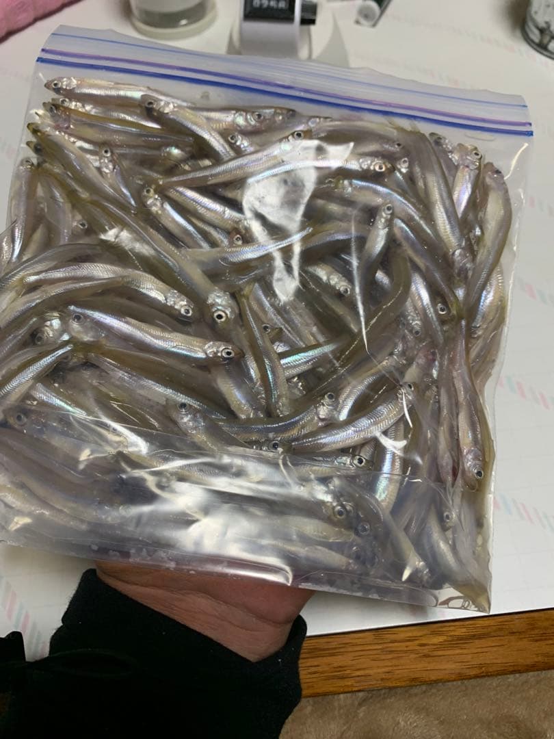 ワカサギステンレス穂先　　 全長約260ミリ　　２本