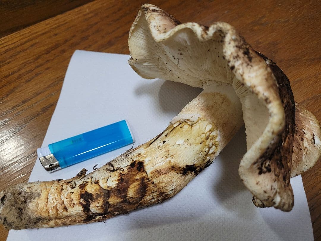 特大　極太　国産　岩手県産　松茸　425g